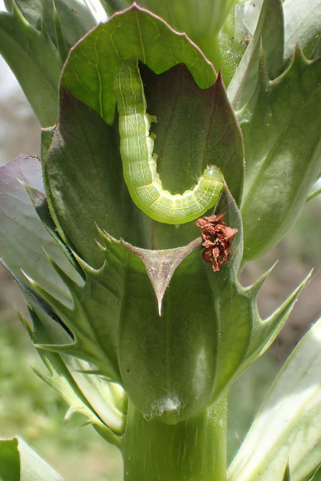 Acanthus spinosus (?) che ospita larva di Lepidottero